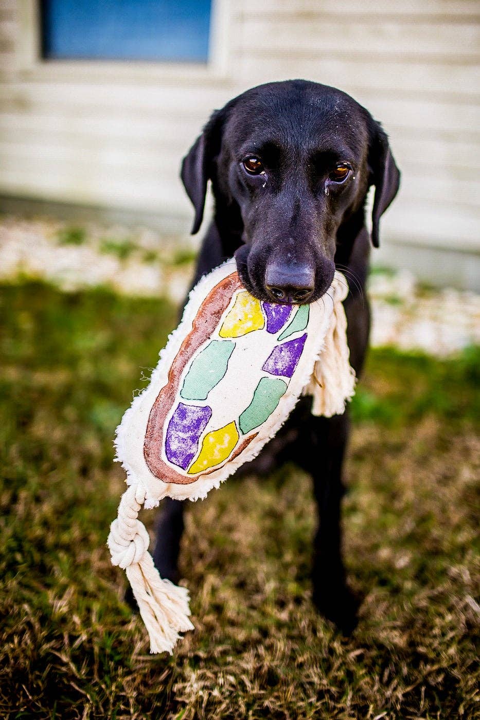King Cake Pet Toy