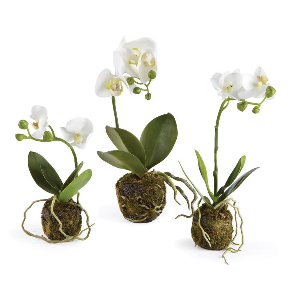 Set-3 Orchid Drop-Ins