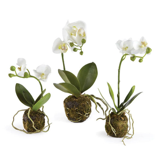 Set-3 Orchid Drop-Ins